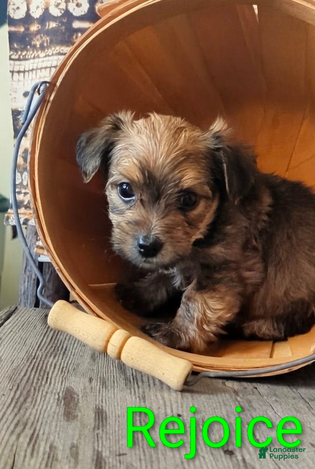 Yorkshire Terrier dogs for sale: Rejoice - Ad 1