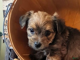 Yorkshire Terrier dogs Rejoice - Ad 37