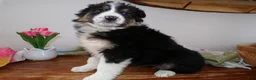 Mini Aussiedoodle dogs for sale: Mini Aussiedoodle Puppy 11 Maxwell  - Ad 2