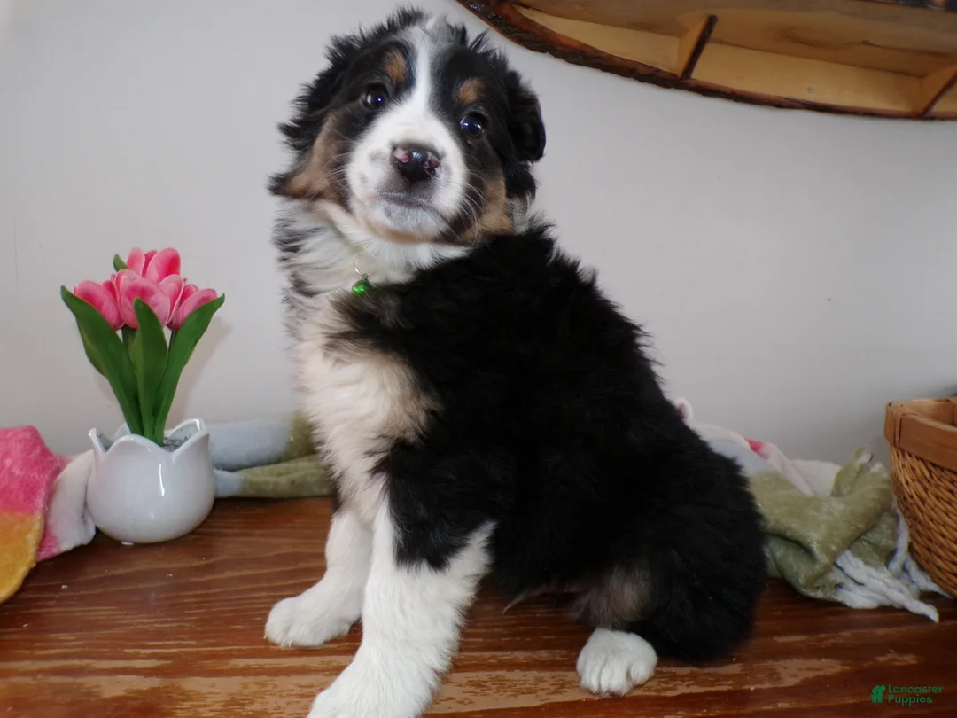 Mini Aussiedoodle dogs for sale: Mini Aussiedoodle Puppy 11 Maxwell  - Ad 2