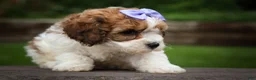 Cavachon dogs for sale: Hallie🎀 - Ad 13