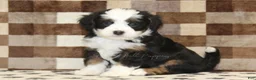 Mini Bernedoodle dogs for sale: Lucky - Ad 1