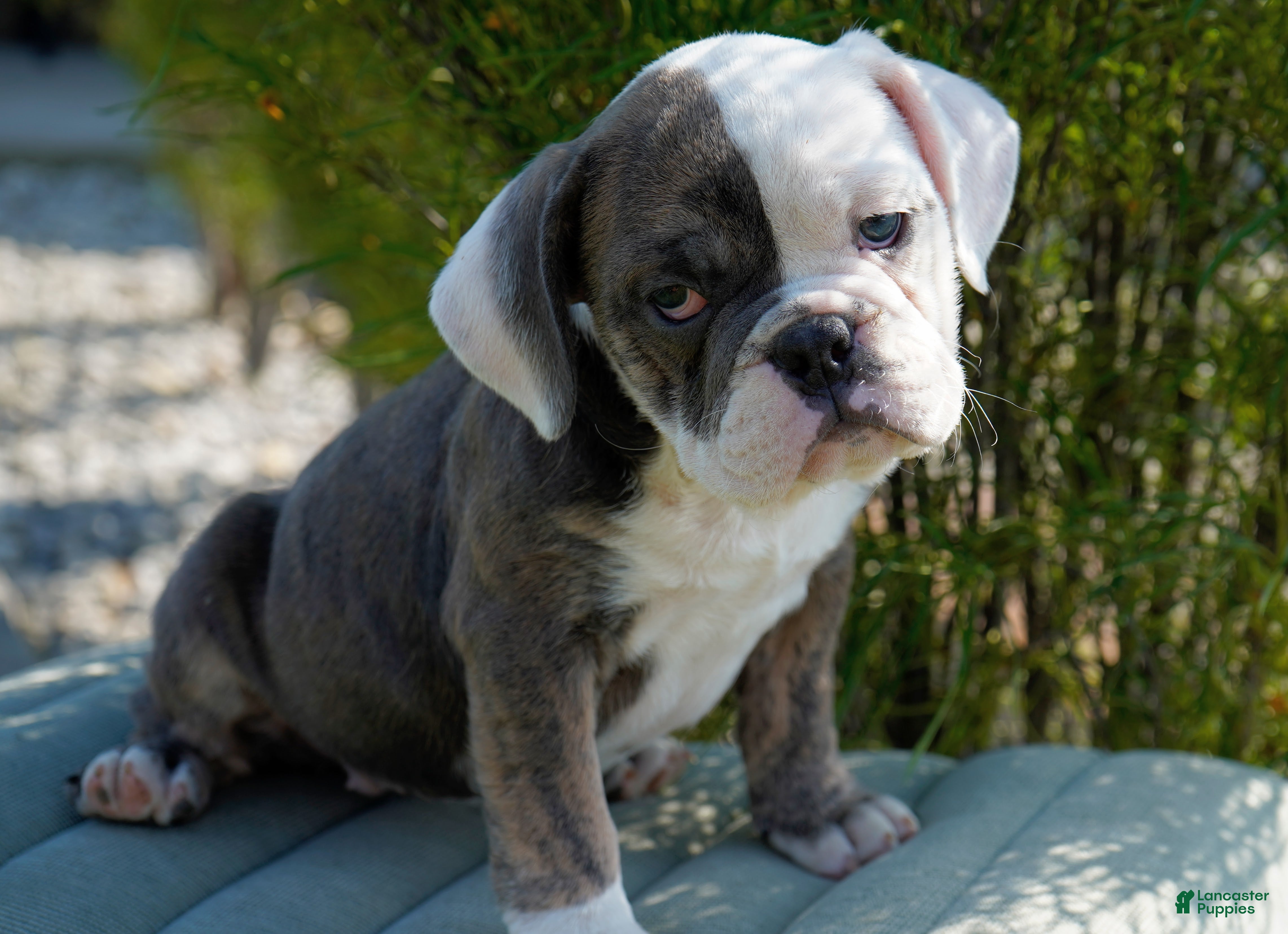 English Bulldog dogs Bella Female - Ad 2