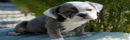 English Bulldog dogs for sale: Bella Female - Ad 2