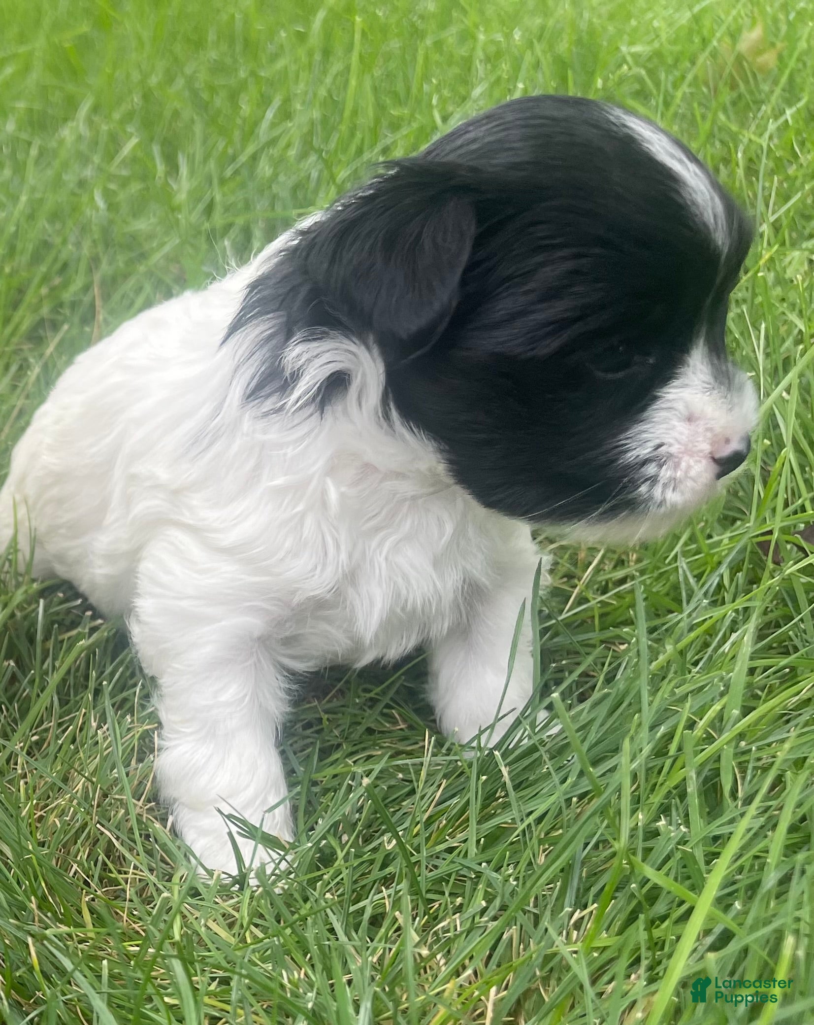 Yorkshire Terrier dogs for sale: Yorkshire Terrier 1 - Ad 2