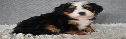 Mini Bernedoodle dogs for sale: Miley - Ad 3