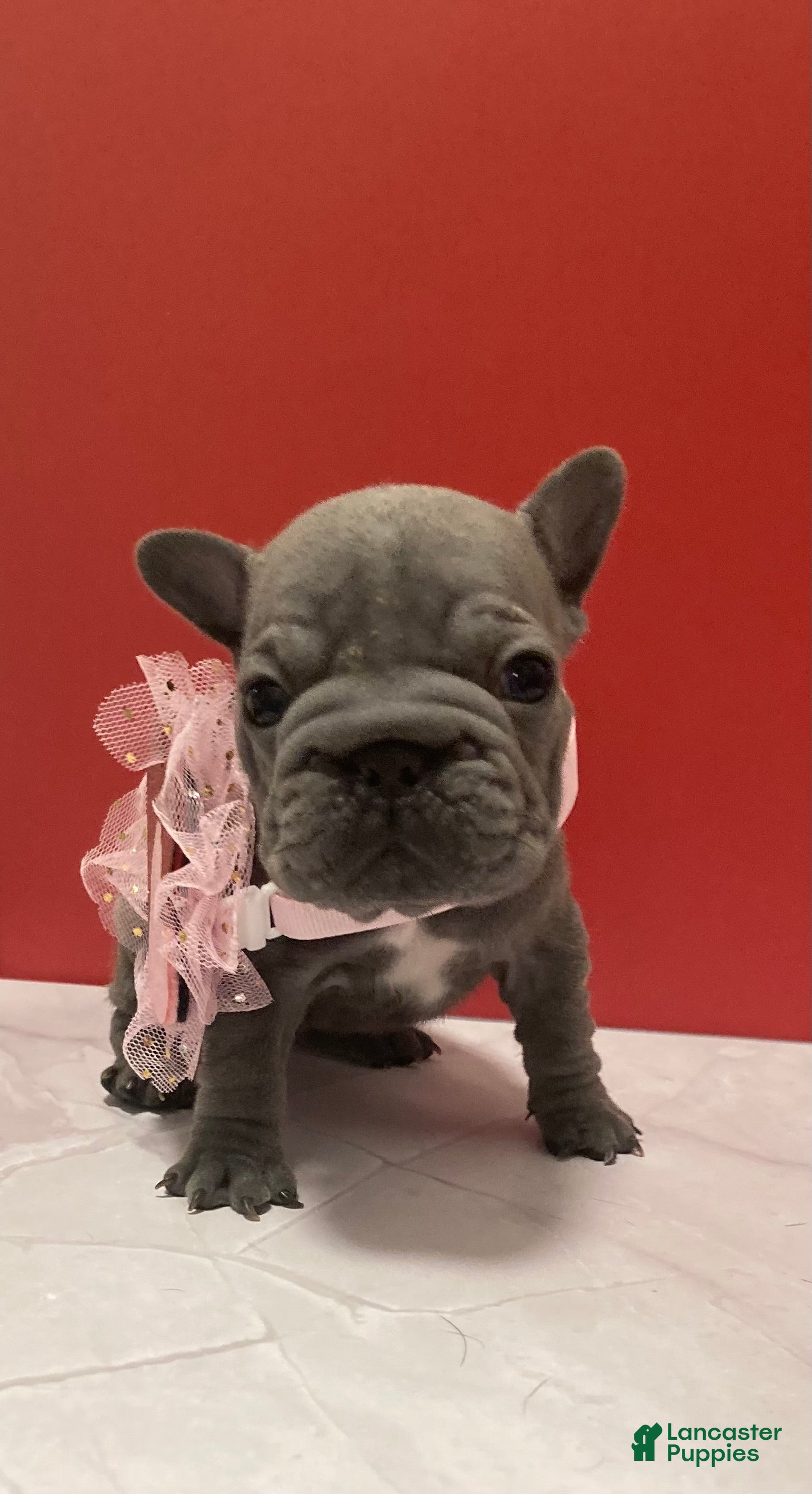 French Bulldog dogs Charlotte - Ad 7