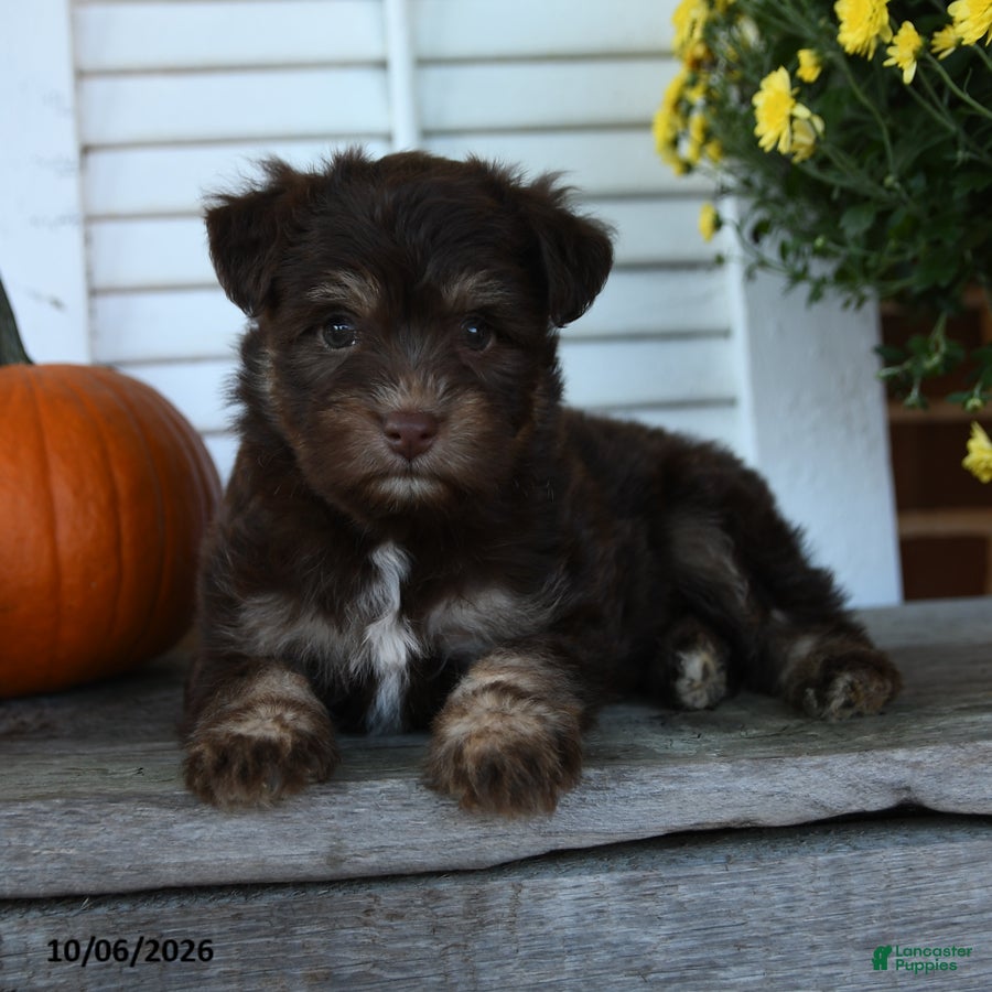 Mixed Breed dogs Mocha - Ad 2
