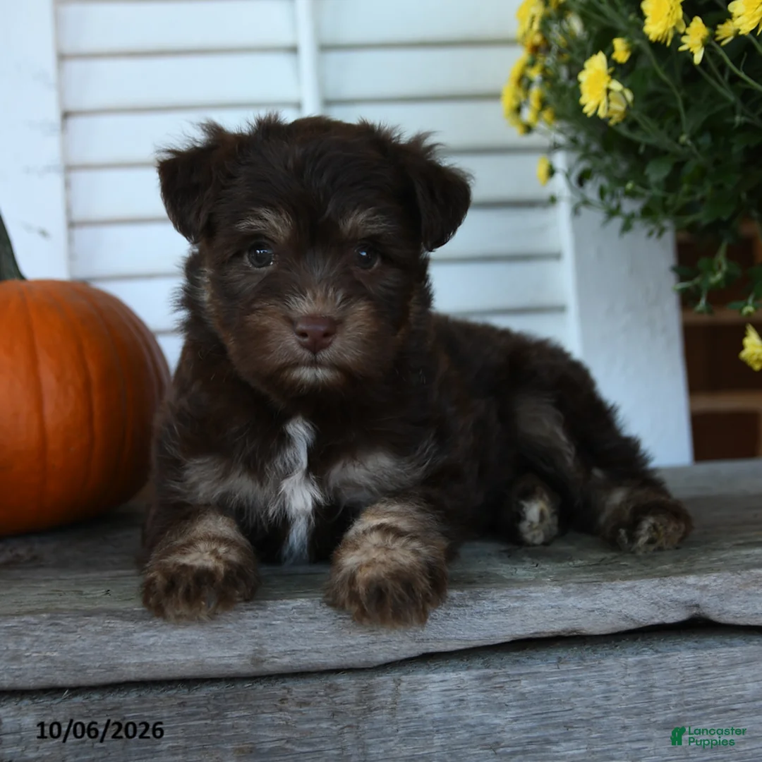 Mixed Breed dogs for sale: Mocha - Ad 2