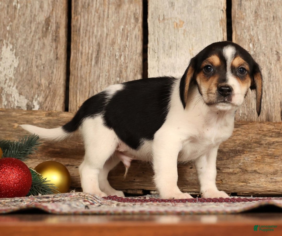 Beagle dogs for sale: Donner - Ad 3