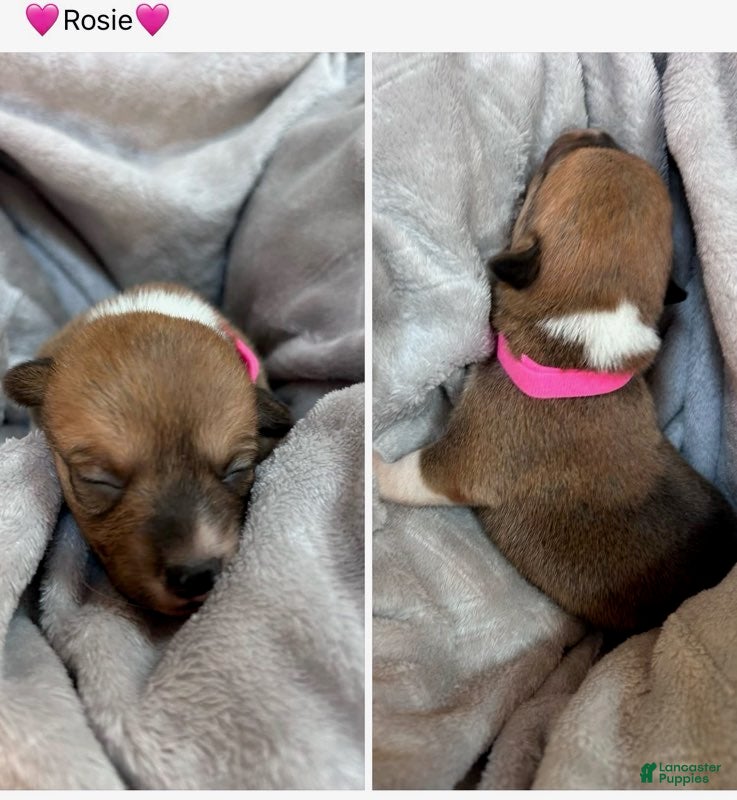 Mixed Breed dogs for sale: Rosie_Female - Ad 1