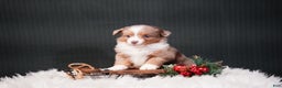 Miniature Australian Shepherd dogs for sale: Brody - Ad 9