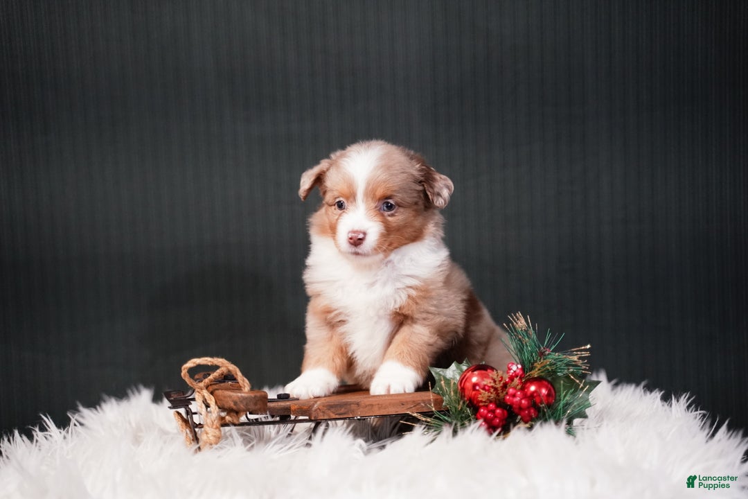 Miniature Australian Shepherd dogs for sale: Brody - Ad 9