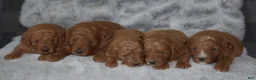 Miniature Poodle dogs for sale: Ruby - Ad 6