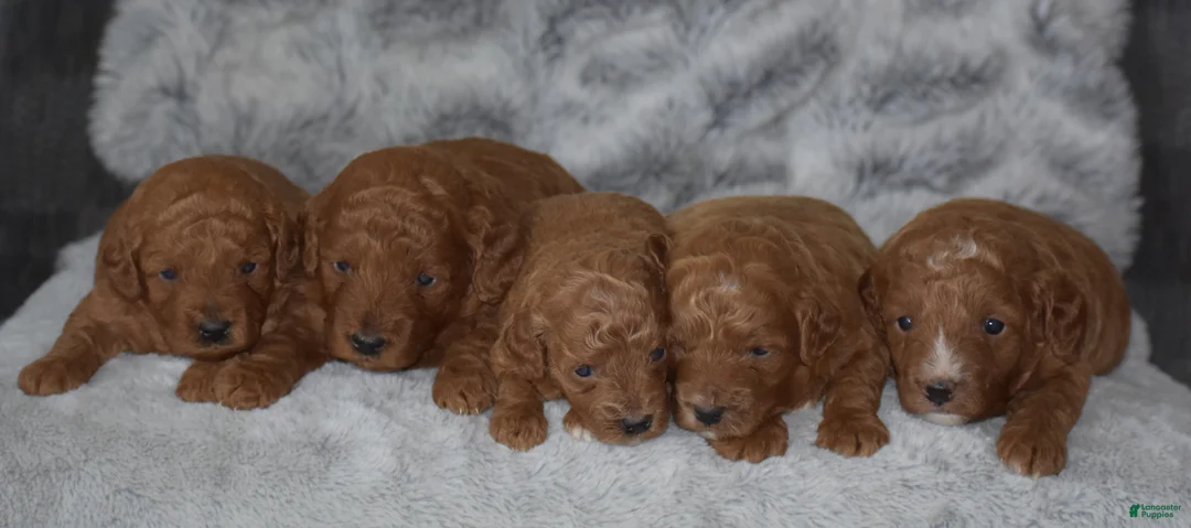 Miniature Poodle dogs for sale: Ruby - Ad 6