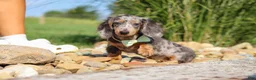 Dachshund dogs for sale: Bryce - Ad 11
