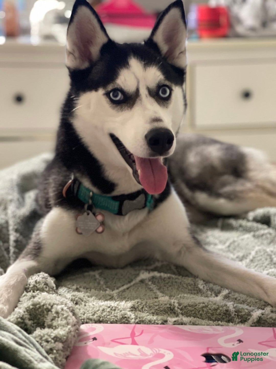 Gallery Image {{count}}