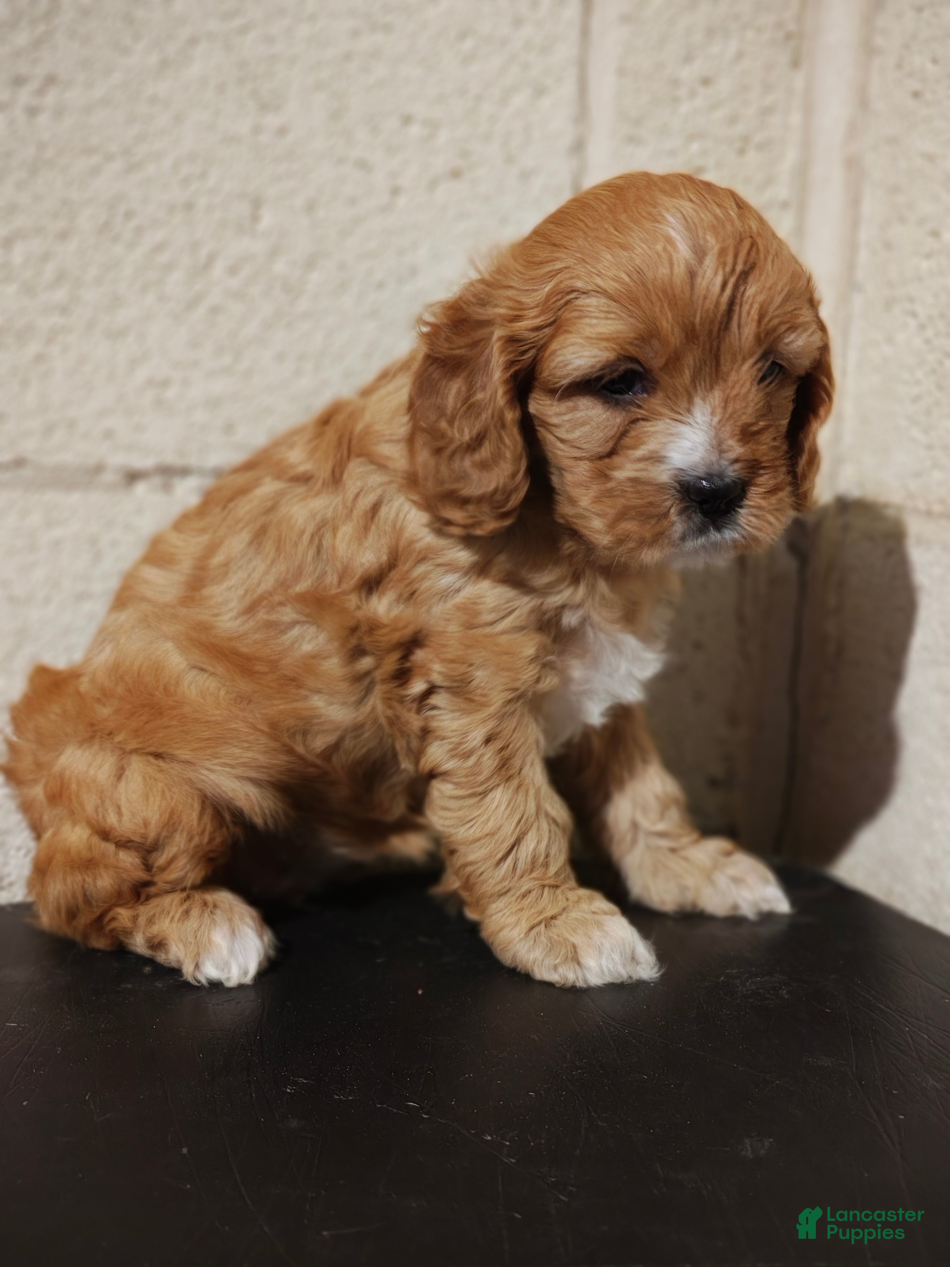 Mixed Breed dogs Mixed Breed Puppy 2 - Ad 12