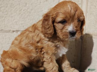 Mixed Breed dogs Mixed Breed Puppy 2 - Ad 29