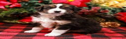 Miniature Australian Shepherd dogs for sale: Fig - Ad 1