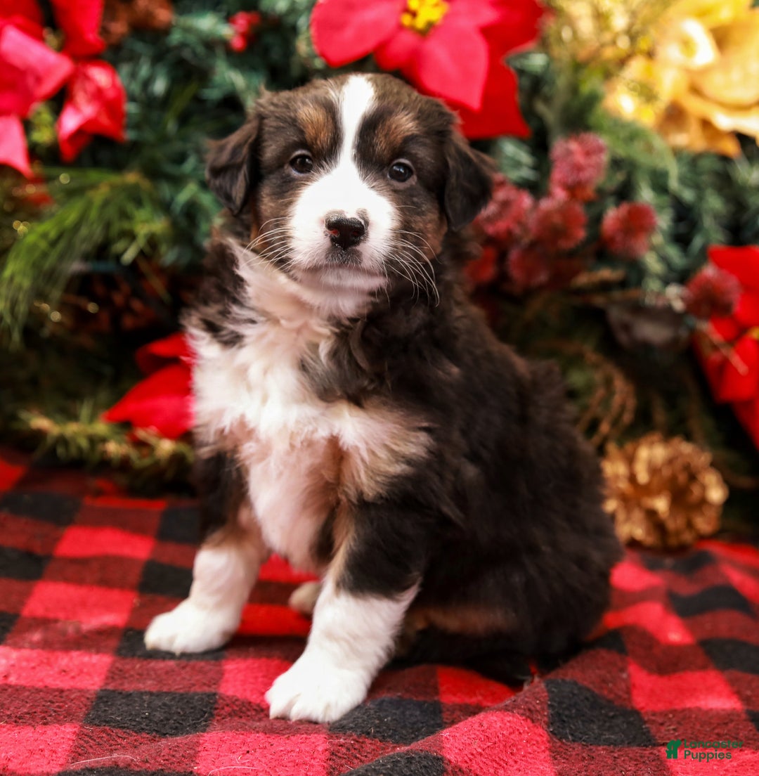 Miniature Australian Shepherd dogs for sale: Fig - Ad 1