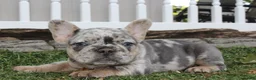 French Bulldog dogs for sale: AKC Zoe - Ad 27