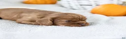 Cavalier King Charles Spaniel dogs for sale: Butternut - Ad 2