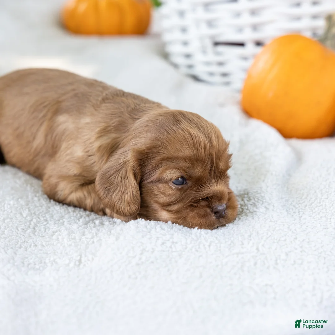 Cavalier King Charles Spaniel dogs for sale: Butternut - Ad 2