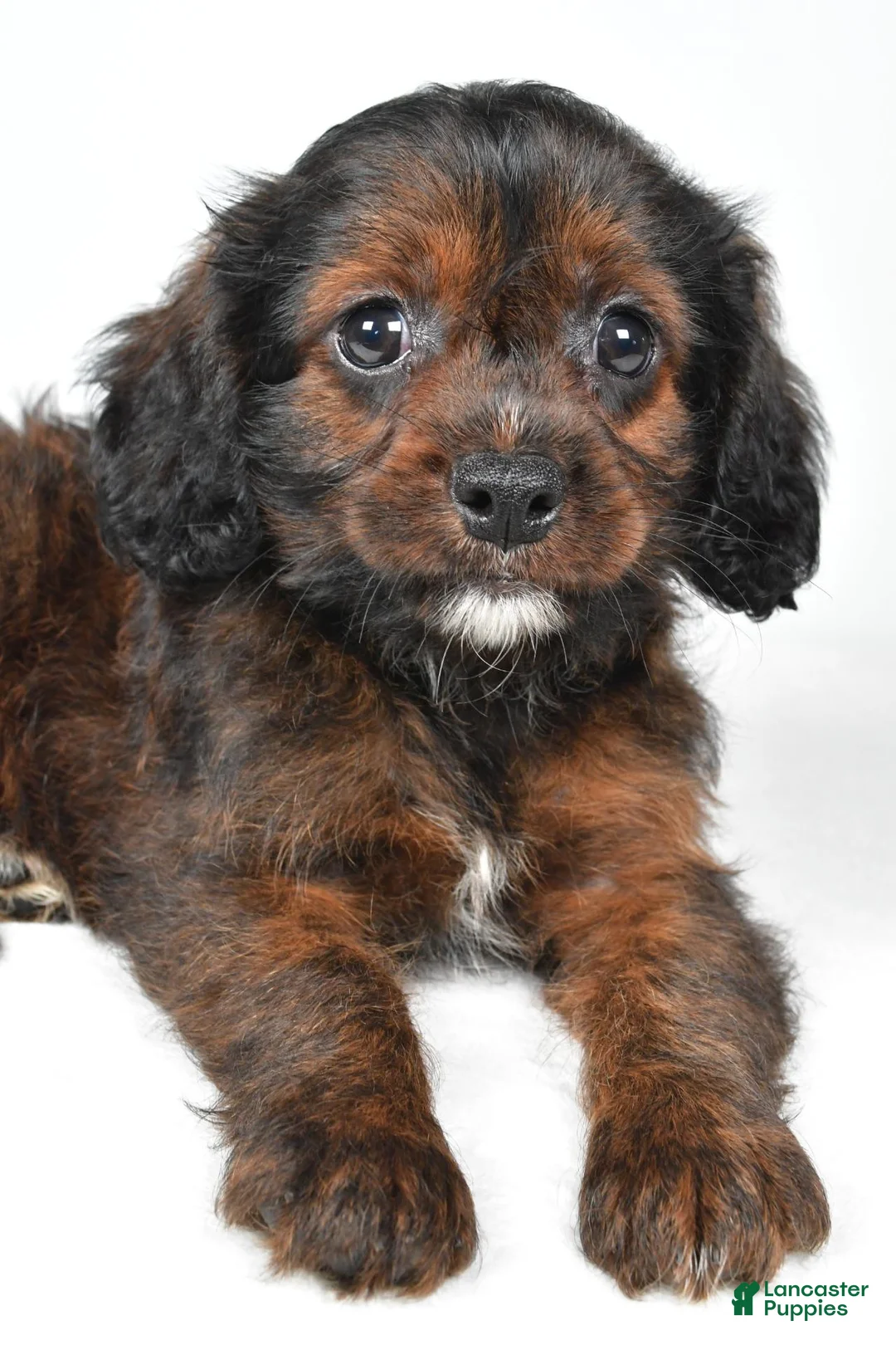 Mixed Breed dogs for sale: Arlin - Ad 9