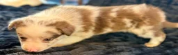 Border Collie dogs for sale: Buttercup - Ad 4