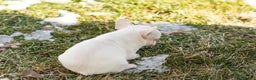 French Bulldog dogs for sale: Davey - Ad 5