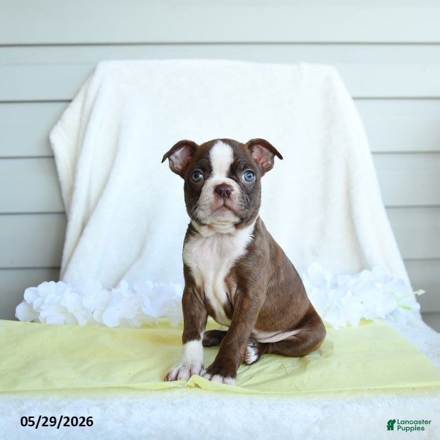 Boston Terrier dogs Norra - Ad 1