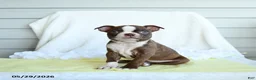 Boston Terrier dogs for sale: Norra - Ad 1