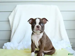 Boston Terrier dogs for sale: Norra - Ad 3
