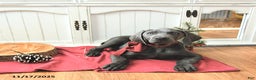 Weimaraner dogs for sale: Zeus - Ad 3