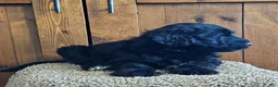 Portuguese Water Dog dogs for sale: Sailor - Ad 2