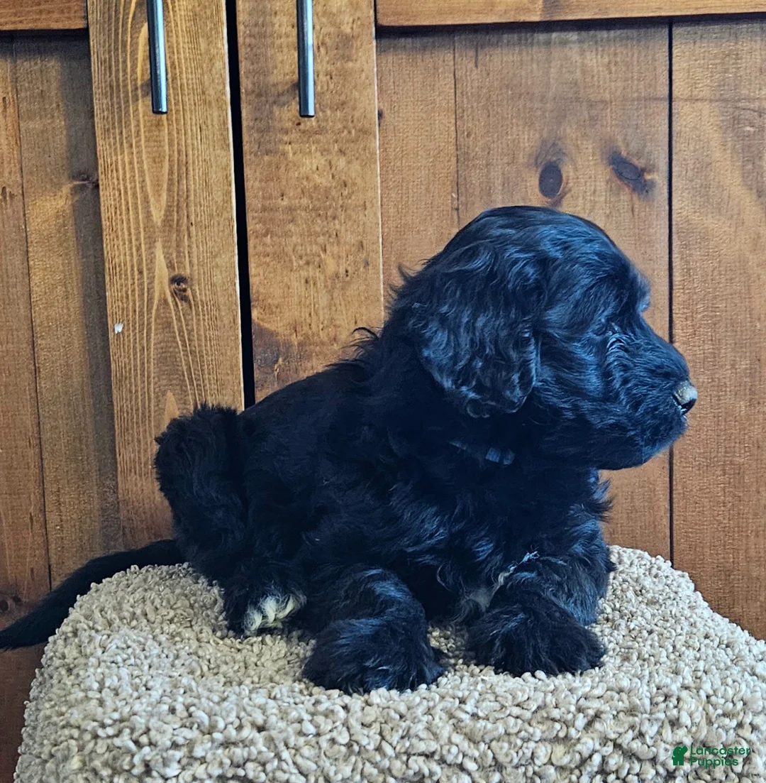 Portuguese Water Dog dogs for sale: Sailor - Ad 2