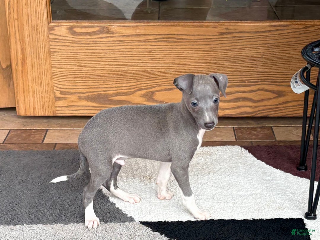 Italian Greyhound dogs for sale: Henry - Ad 1