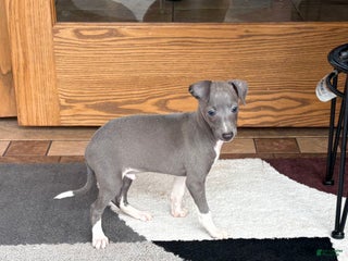 Italian Greyhound dogs Henry - Ad 8