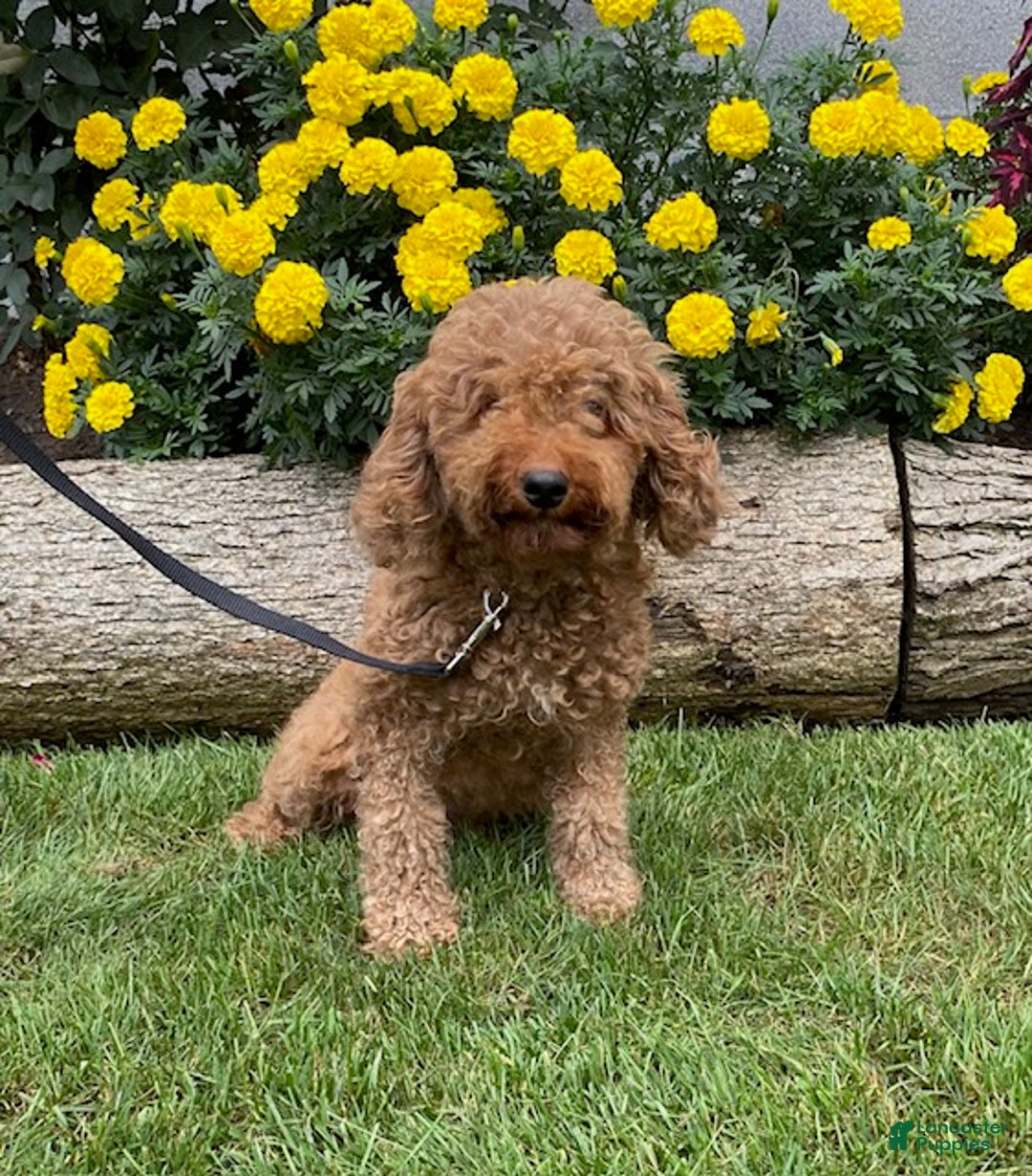 Miniature Poodle dogs for sale: Chance - Ad 6