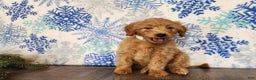 Mini Goldendoodle dogs for sale: Reno - Ad 13