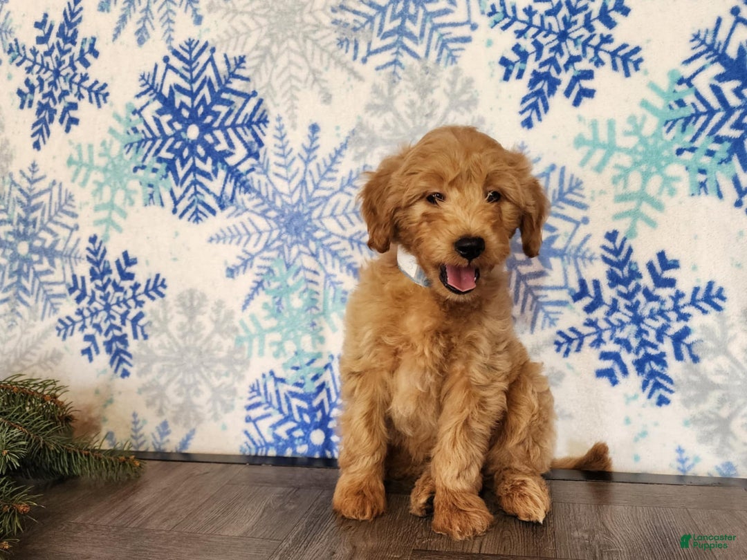 Mini Goldendoodle dogs for sale: Reno - Ad 13