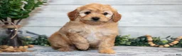 Mini Goldendoodle dogs for sale: Star - Ad 2