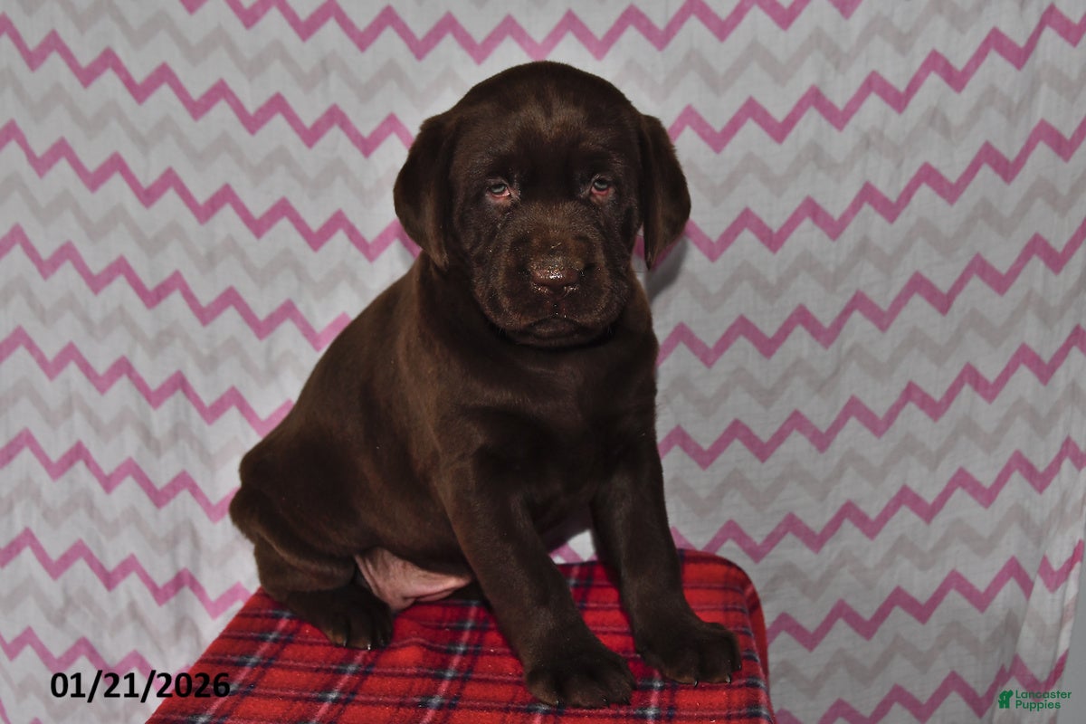 Labrador Retriever dogs for sale: Hailey - Ad 4