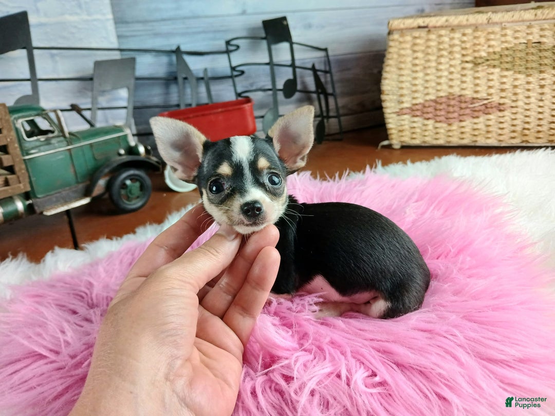 Gallery Image {{count}}