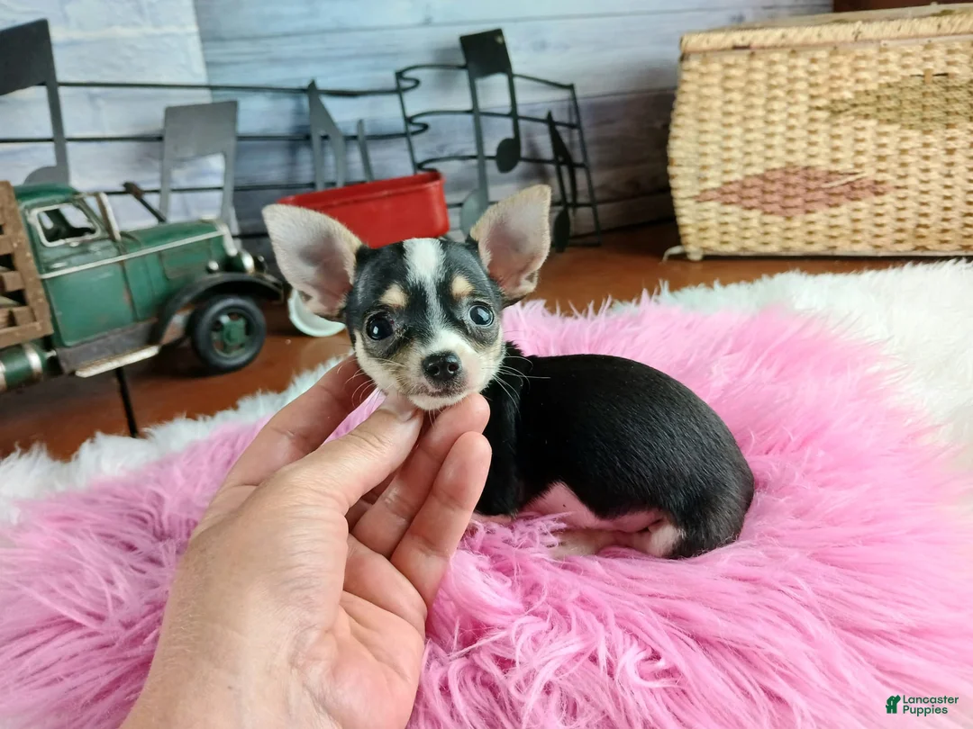 Gallery Image {{count}}