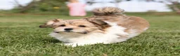 Teddy Bear dogs for sale: Cindy Teddy Bear  - Ad 4