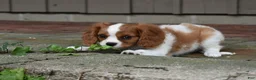 Cavalier King Charles Spaniel dogs for sale: Romeo  - Ad 7