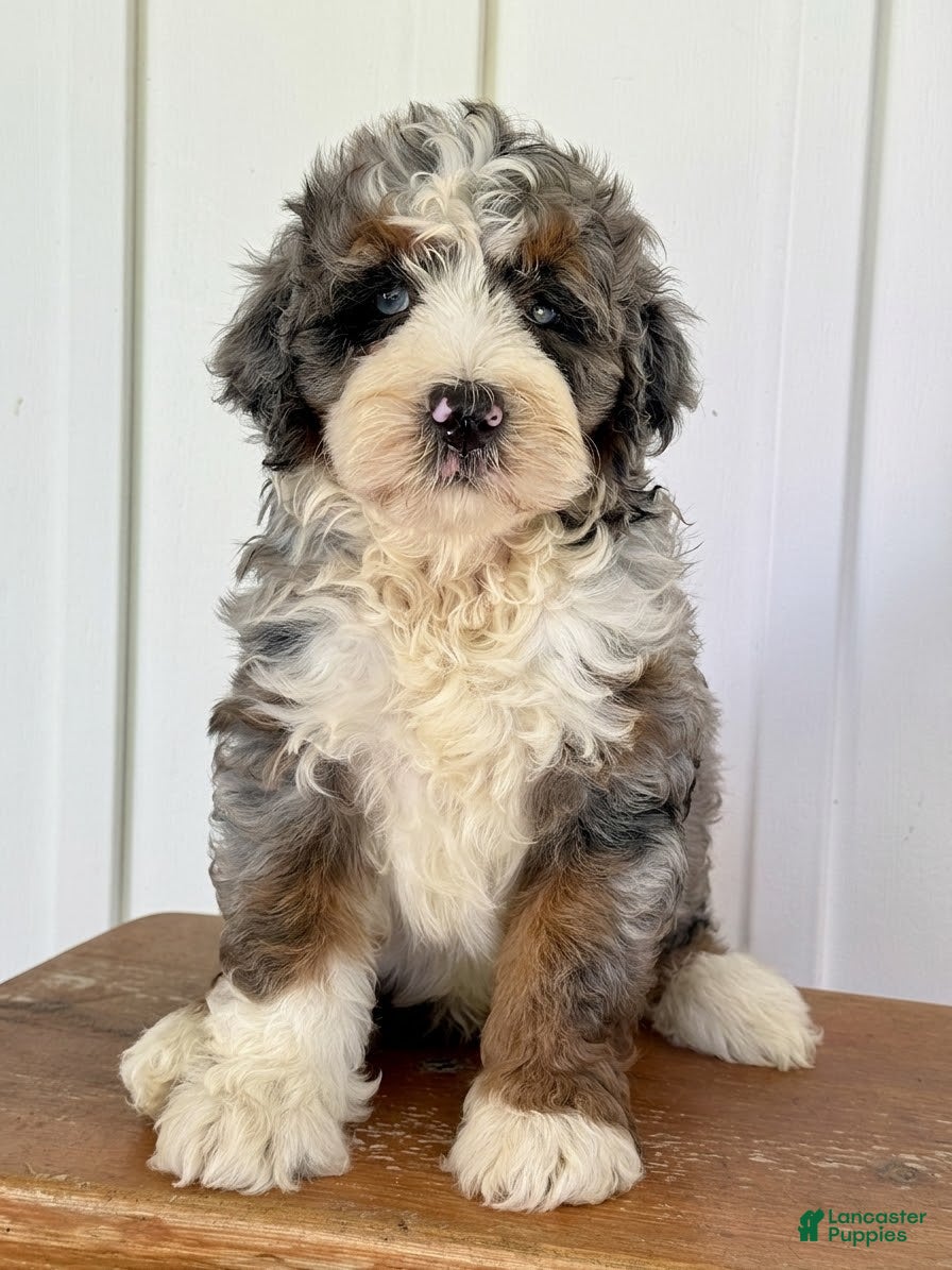 Mini Bernedoodle dogs Silas - Blue Merle Mini Bernedoodle - Ad 29