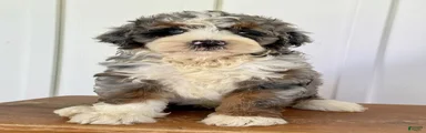 Silas - Blue Merle Mini Bernedoodle